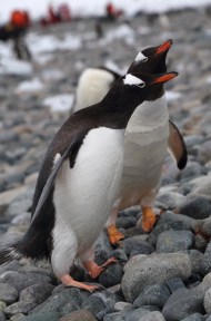 D-Gentoo4