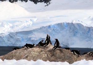 Calving of ice causes consternation among penguins.