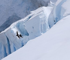Skuas heading up slope.