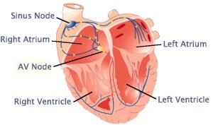 cardiac-conduction-system
